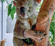 Sbírka Zoo Praha se blíží hranici milionu australských dolarů, první statisíce již odešly do Austrálie