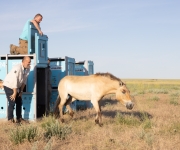 Ve středním Kazachstánu je prvních sedm koní Převalského