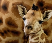 V Zoo Praha se narodila žirafa