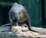 Zmrzlinová sobota v Zoo Praha