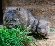 Zoo Praha oznámila vánoční slevu a letošní nejvýznamnější odchovy