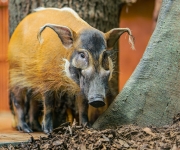 Zlaté prasátko a Štědrý den v Zoo Praha